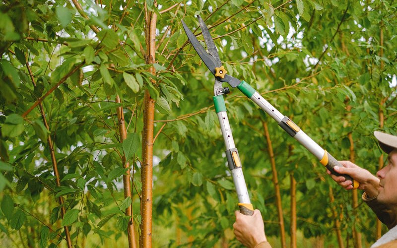 Tree trimming in Holstein, IA
