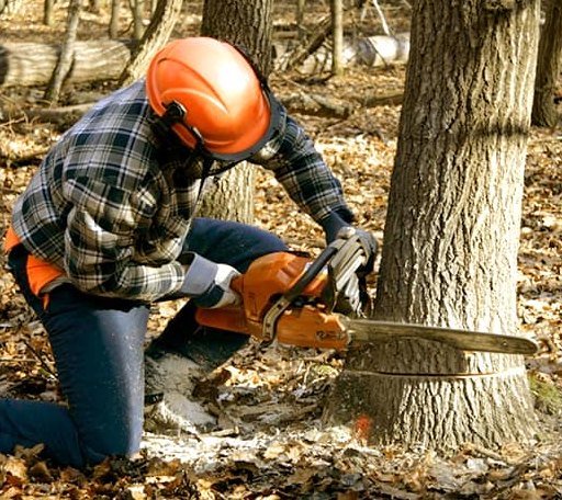 Tree Removal in Holstein, IA